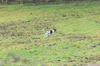 dsc_0009.jpg