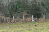 dsc_0010.jpg