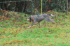 dsc_0003.jpg
