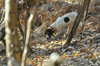 dsc_0013.jpg