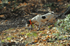 dsc_0017.jpg