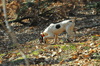 dsc_0018.jpg