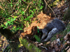 dsc_0001.jpg