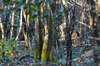 dsc_0009.jpg