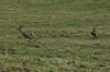 dsc_0008.jpg