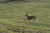 dsc_0009.jpg