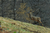 dsc_0012.jpg