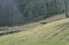 dsc_0015.jpg