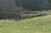 dsc_0017.jpg