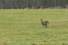 dsc_0029.jpg