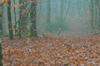 dsc_0003.jpg