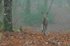dsc_0004.jpg