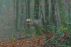 dsc_0008.jpg