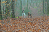 dsc_0011.jpg