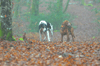 dsc_0012.jpg