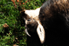dsc_0036.jpg