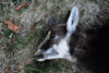 dsc_0015.jpg