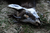 dsc_0016.jpg