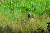dsc_0008.jpg