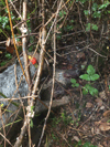 dsc_0002.jpg