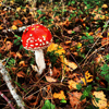dsc_0003.jpg