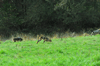 dsc_0005.jpg
