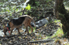 dsc_0018.jpg
