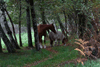 dsc_0005.jpg