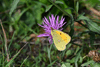 dsc_0009.jpg