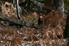 dsc_0005.jpg