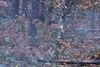 dsc_0001.jpg