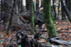 dsc_0003.jpg