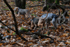 dsc_0008.jpg