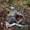 dsc_0017.jpg