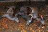 dsc_0027.jpg