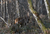 dsc_0002.jpg