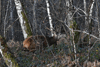 dsc_0003.jpg