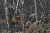 dsc_0004.jpg