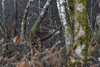 dsc_0005.jpg