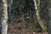 dsc_0009.jpg