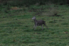 dsc_0015.jpg