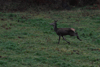dsc_0019.jpg