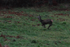 dsc_0020.jpg