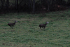 dsc_0024.jpg
