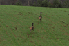 dsc_0036.jpg