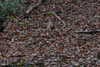 dsc_0051.jpg