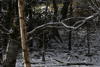 dsc_0004.jpg