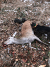 dsc_0004.jpg