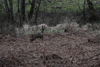 dsc_0011.jpg