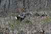 dsc_0011.jpg